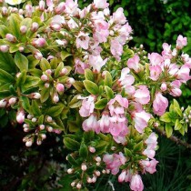 Escalonia 'Apple blossom'