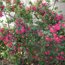 Escalonia à grande fleurs roses