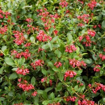 Escalonia macrantha rouge