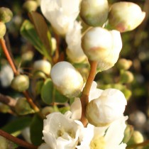 Buisson de perles 'The Bride'