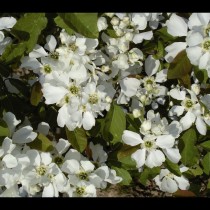 Buisson de perles