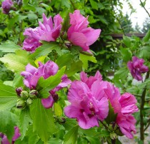 Althea à fleurs doubles rouges