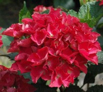 Hortensia rouge