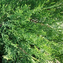 Juniperus Pfitzeriana