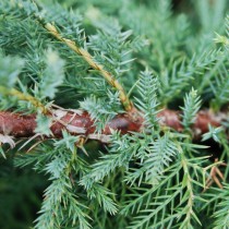Juniperus Pfitzeriana glauca