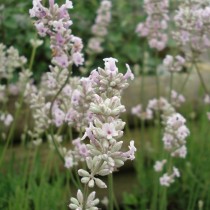 Lavande blanche 'Edelweiss'