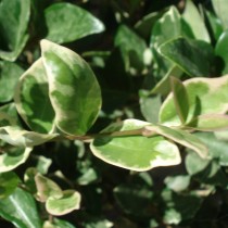 Troëne du Japon 'Texanum variegatum'