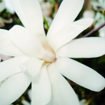 Magnolia Stellata