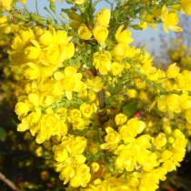 Mahonia commun