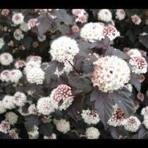 Physocarpus 'Diabolo'