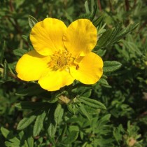 Potentille jaune 'Jackman'