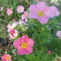 Potentille rose Lovely Pink® 