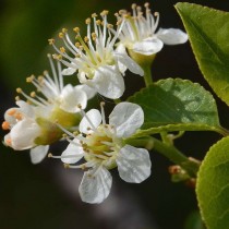 Cerisier de Sainte Lucie