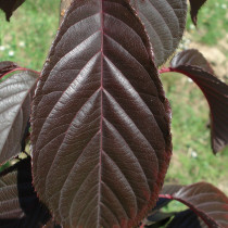 Cerisier à fleurs 'Royal Burgundi'