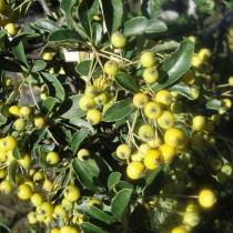 Pyracantha jaune