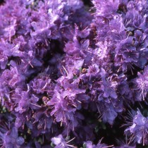 Rhododendron nain violet