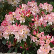 rhododendron nain rose teinte