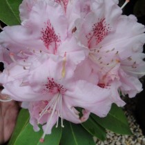 Rhododendron à grande végétation