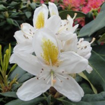 Rhododendron à grande végétation