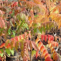 Sumac de Virginie