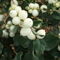 Symphorine à fruits blancs 'White Hedge'