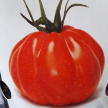 Plant de TOMATE - SOLANUM Lycopersicon 'Corazon'