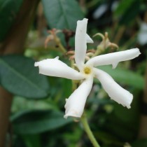 Jasmin étoilé, très parfumé