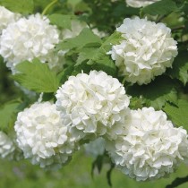 Viorne boule de neige 'Roseum'