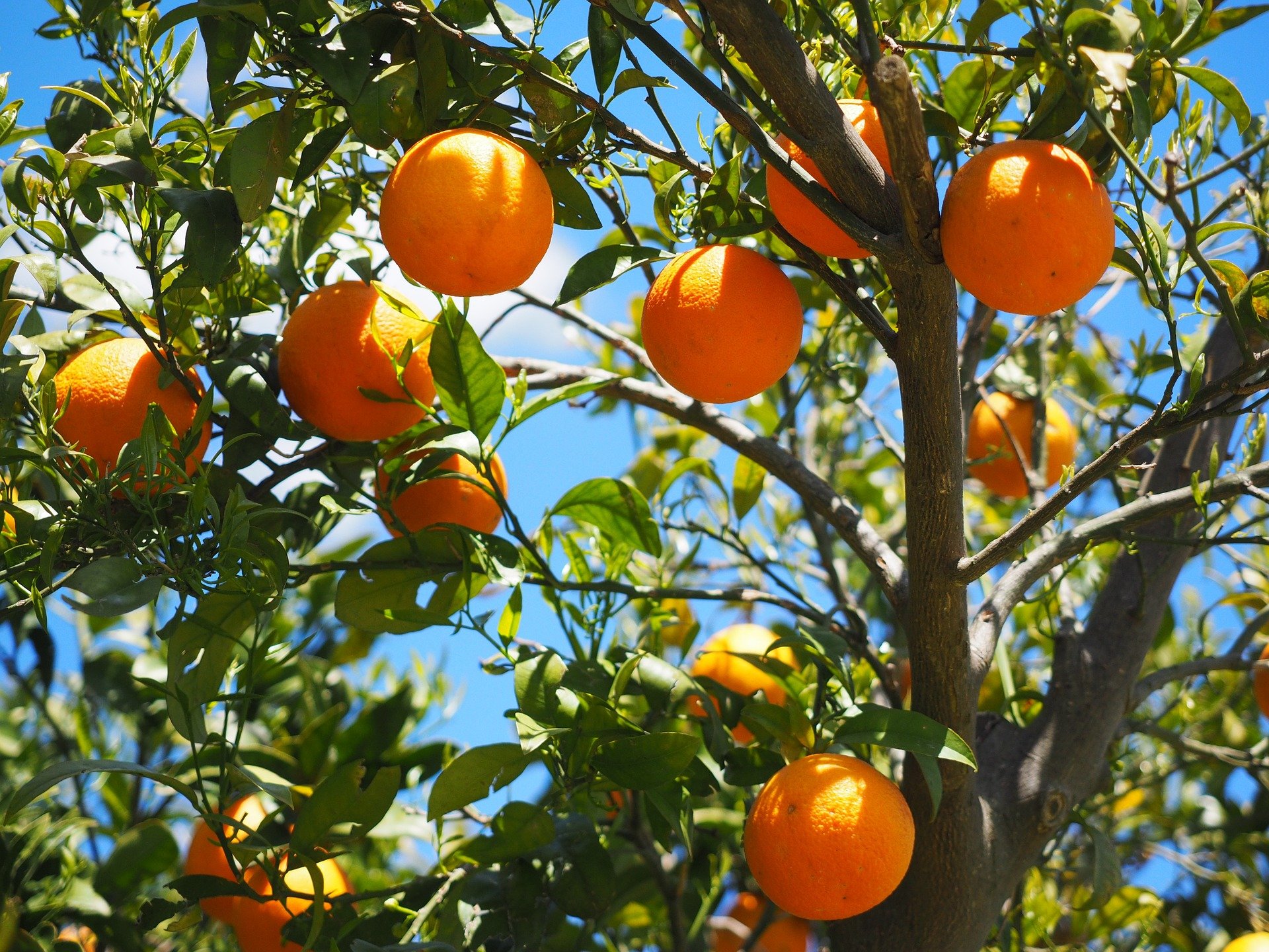 Les offres pour un jardin Ensoleillé !