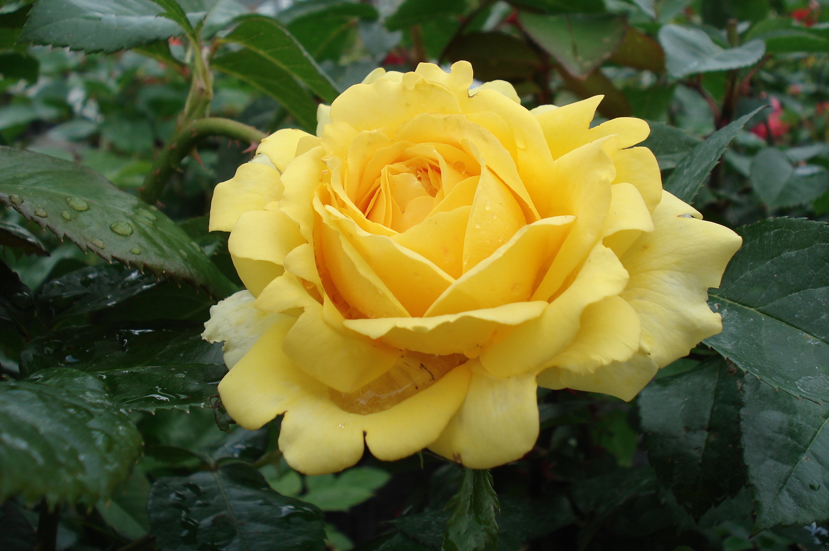 Et voilà Septembre, l'un des meilleurs mois au jardin