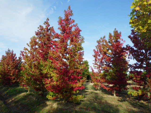 Liquidambar