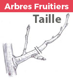 Encart taille arbres fruitiers