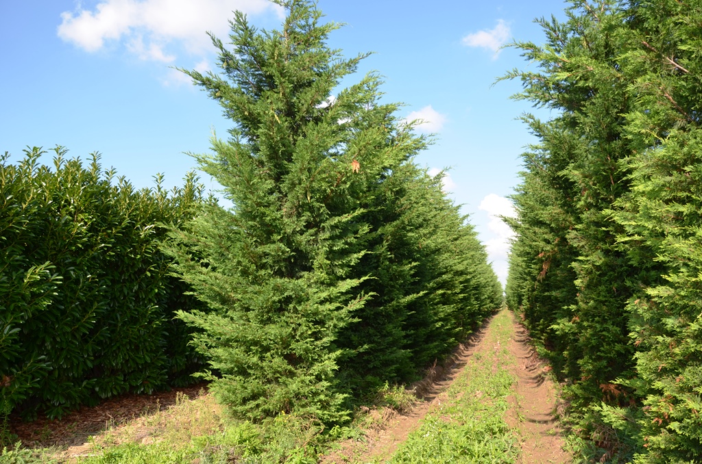 Cupressocyparis leylandii